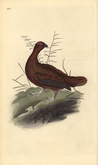 アカライチョウ（Lagopus lagopus scotica）。エドワード・ドノバンがロンドンで出版された自作の「英国鳥類博物誌」から描いて彫った手彩色の銅版画。 作： Edward Donovan
