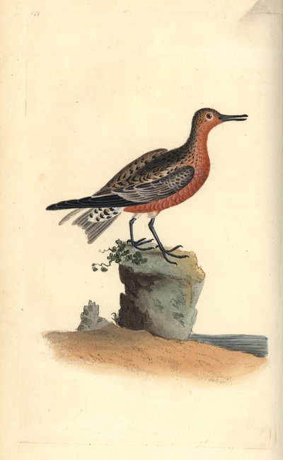レッドノット（Calidris canutus）。エドワード・ドノバンがロンドンで出版した「英国鳥類博物誌」から描いて彫った手彩色の銅版画。 作： Edward Donovan