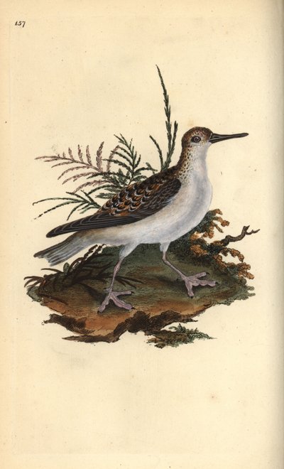 レッド・ファラロペ（Phalaropus fulicarius）。エドワード・ドノバンがロンドンで出版した自作の「英国鳥類博物誌」から描いて彫った手彩色の銅版画。 作： Edward Donovan