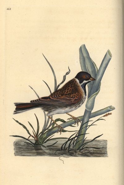 ヨシノボリ、Emberiza schoeniculus。エドワード・ドノバンがロンドンで出版した自作の「英国鳥類博物誌」から描いて彫った手彩色の銅版画。 作： Edward Donovan