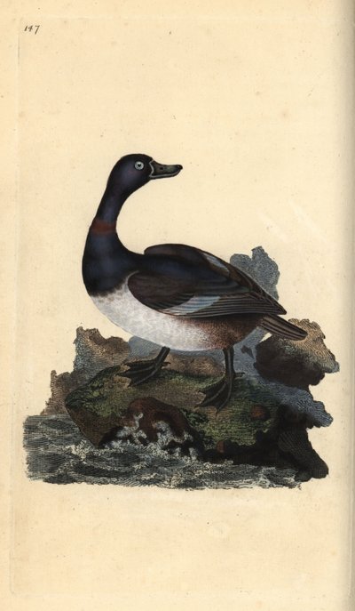 リングネック・ダック（Aythya collaris）。エドワード・ドノバンがロンドンの「英国鳥類自然史」から描いて彫った手彩色の銅版画。 作： Edward Donovan