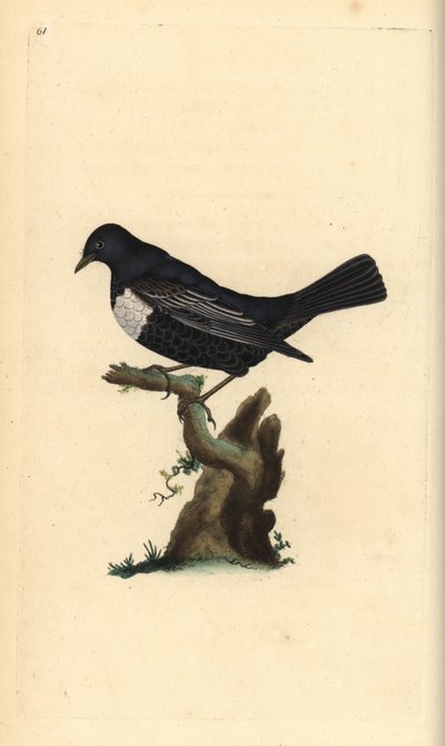 Ring ouzel, Turdus torquatus.エドワード・ドノバンがロンドンで出版した「英国鳥類博物誌」から描いて彫った手彩色の銅版画。 作： Edward Donovan