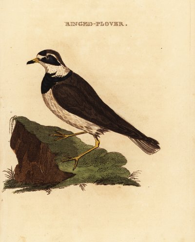リングドチドリ、Charadrius hiaticula 作： Edward Donovan