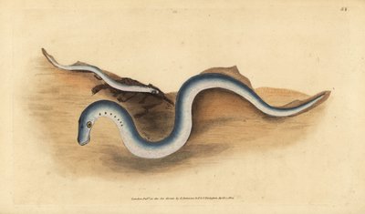 River lamprey, Lampetra fluviatilis (Lampern or lesser lamprey, Petromyzon fluviatilis).エドワード・ドノバンが、ロンドンのDonovan and F.C. and J. Rivington社の『Natural History of British Fishes』から描いて彫った手彩色の銅版画。 作： Edward Donovan