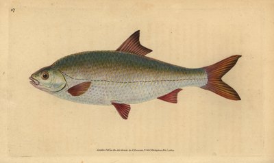 Roach, Rutilus rutilus (Cyprinus ritulus).エドワード・ドノヴァンが、ロンドンのDonovan and F.C. and J. Rivington社の『Natural History of British Fishes』から描いて彫った手彩色の銅版画。 作： Edward Donovan