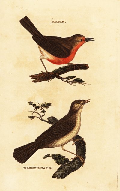 ロビンレッドブレスト（Erithacus rubecula）、ナイチンゲール（Luscinia megarhynchos）。 作： Edward Donovan