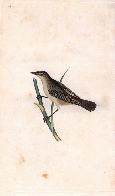 ロッド・フラグミ。Acrocephalus schoenobaenus（Motacilla salicaria）。エドワード・ドノヴァン（1768-1837）による銅版画、Histoire naturelle des oiseaux britanniques, Londonに掲載。 作： Edward Donovan