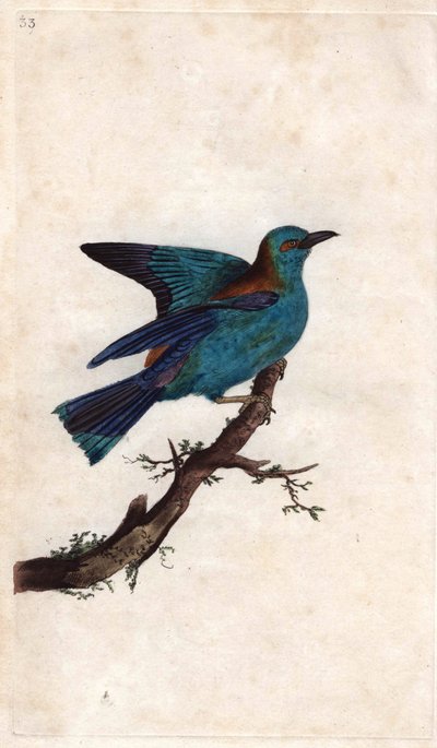 ヨーロッパのロリエ。コラシアス・ガルルス（Coracias garrula）。エドワード・ドノヴァン(1768-1837)による銅版画、Histoire naturelle des oiseaux britanniques, Londonに掲載。 作： Edward Donovan