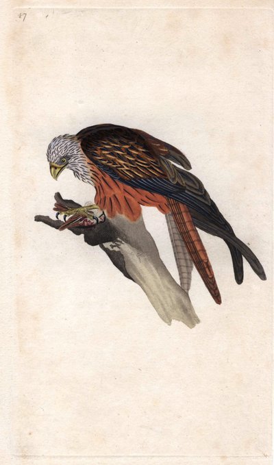 ロイヤルミラノMilvus milvus（Falco milvus）。エドワード・ドノヴァン（1768-1837）による銅版画、Histoire naturelle des oiseaux britanniques, Londonに掲載。 作： Edward Donovan