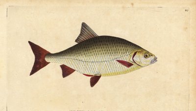 ラッド、Scardinius erythrophthalmus（赤目、Cyprinus erythrophthalmus）。エドワード・ドノバンが、ロンドンのDonovan and F.C. and J. Rivington社の『Natural History of British Fishes』から描いて彫った手彩色の銅版画。 作： Edward Donovan