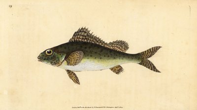 リュウグウノツカイ(Perca cernua)です。エドワード・ドノバンが、ロンドンのDonovan and F.C. and J. Rivington社の『Natural History of British Fishes』から描いて彫った手彩色の銅版画。 作： Edward Donovan