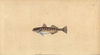 サンドゴビー、Pomatoschistus minutus (Spotted goby, Gobius minutus)。エドワード・ドノバンが、ロンドンのDonovan and F.C. and J. Rivington社の『Natural History of British Fishes』から描いて彫った手彩色の銅版画。 作： Edward Donovan