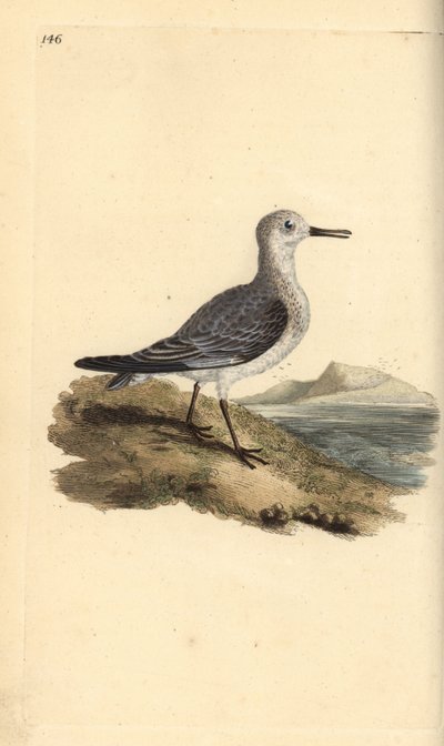 セイタカクチマガリ（Calidris alba）。エドワード・ドノバンがロンドンで出版した「英国鳥類博物誌」から描いて彫った手彩色の銅版画。 作： Edward Donovan