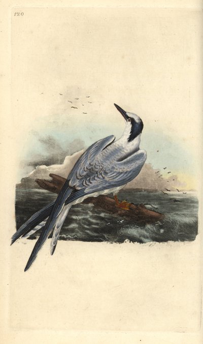 サンドイッチアジサシ（Thalasseus sandvicensis）。エドワード・ドノバンがロンドンで出版した「英国鳥類博物誌」から描いて彫った手彩色の銅版画。 作： Edward Donovan