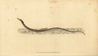 Sargassum pipefish または pelagic pipefish。エドワード・ドノバンが、ロンドンのDonovan and F.C. and J. Rivington社の『Natural History of British Fishes』から手描きで銅版画を作成した。 作： Edward Donovan