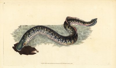 ウミヤツメ、Petromyzon marinus（マリーンまたはスポテッドヤツメ）。エドワード・ドノバンが、ロンドンのDonovan and F.C. and J. Rivington社の『Natural History of British Fishes』から描いて彫った手彩色の銅版画。 作： Edward Donovan