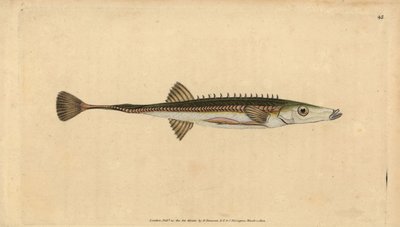 ウミヘビ、Spinachia spinachia（十五本針のウミヘビ、Gasterosteus spinachia）。エドワード・ドノバンが、ロンドンのDonovan and F.C. and J. Rivington社の『Natural History of British Fishes』から描いて彫った手彩色の銅版画。 作： Edward Donovan