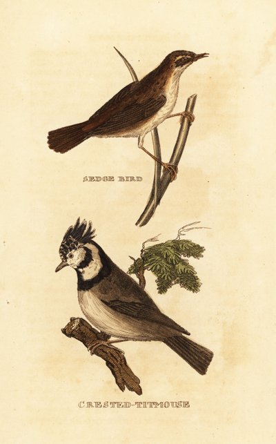 Sedge warbler (Acrocephalus schoenobaenus), European crested tit (Lophophanes cristatus) 作： Edward Donovan