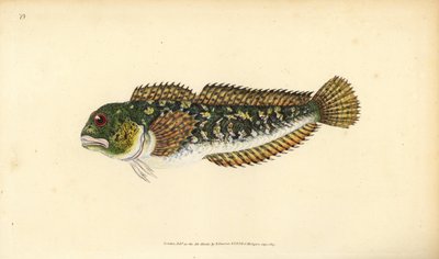 Shanny, Lipophrys pholis (Smooth blenny, Blennius pholis).エドワード・ドノヴァンが、ロンドンのDonovan and F.C. and J. Rivington社の『Natural History of British Fishes』から描いて彫った手彩色の銅版画。 作： Edward Donovan