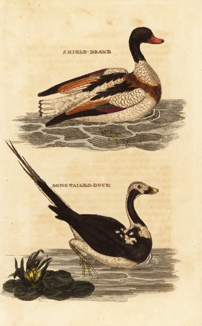 Shelduck, Tadorna tadorna, and long-tailed duck, Clangula hyemalis 作： Edward Donovan