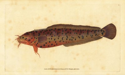 Shore rockling, Gaidropsarus mediterraneus (three-bearded cod or rockling, Gadus tricirratus).エドワード・ドノヴァンが、ロンドンのDonovan and F.C. and J. Rivington社の『Natural History of British Fishes』から描いて彫った手彩色の銅版画。 作： Edward Donovan