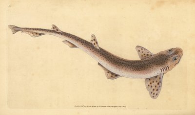 小斑点のあるネコザメ、Scyliorhinus canicula（小斑点のあるサメ、Squalus catulus）。エドワード・ドノバンが、ロンドンのDonovan and F.C. and J. Rivington社の『Natural History of British Fishes』から描いて彫った手彩色の銅版画。 作： Edward Donovan