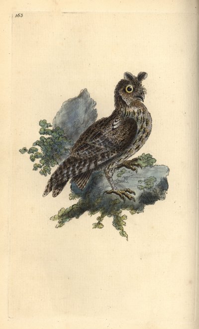 小型のペンシレッドまたはシベリア耳付きフクロウ、Strix pulchella。(Scops owl, Otus scops?) Edward Donovanがロンドンで出版した自作の "Natural History of British Birds "から描いて彫った手彩色の銅版画。 作： Edward Donovan