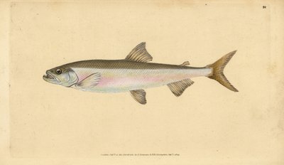 ワカサギ Osmerus eperlanus（Salmo eperlanus）。エドワード・ドノバンが、ロンドンのDonovan and F.C. and J. Rivington社の『Natural History of British Fishes』から描いて彫った手彩色の銅版画。 作： Edward Donovan