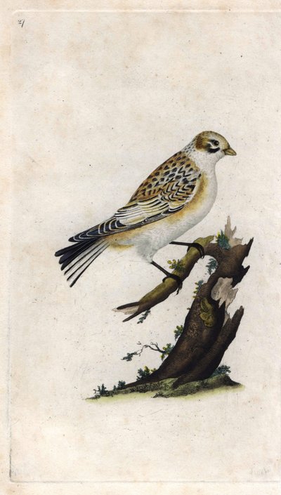 スノー・スパロウ（Snow Sparrow）。Plectrophenax nivalis（Emberiza nivalis）。エドワード・ドノヴァン（1768-1837）による銅版画、Histoire naturelle des oiseaux britanniques, Londonに掲載。 作： Edward Donovan