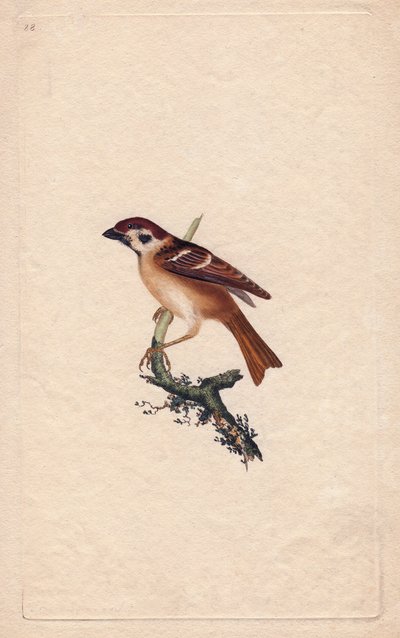 スズメ。パス・モンタナス。エドワード・ドノヴァン(1768-1837)による銅版画、Histoire naturelle des oiseaux britanniques, Londonに掲載。 作： Edward Donovan
