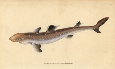 アブラツノザメ、Squalus acanthias（拾ったサメや犬の魚）。傷つきやすい。エドワード・ドノバンが、ロンドンのDonovan and F.C. and J. Rivington社の『Natural History of British Fishes』から手描きで銅版画を作成したもの。 作： Edward Donovan