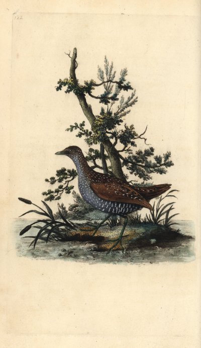 Spotted crake, Porzana porzana.エドワード・ドノバンがロンドンの「英国鳥類自然史」から描いて彫った手彩色の銅版画。 作： Edward Donovan