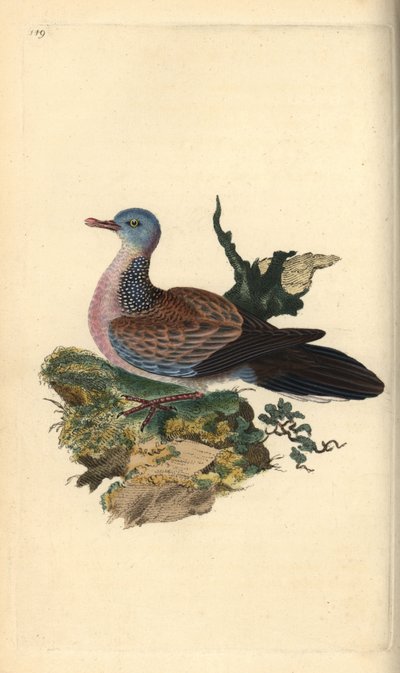 斑鳩（パンクー）、Spilopelia chinensis。エドワード・ドノバンがロンドンで出版した自作の「英国鳥類博物誌」から描いて彫った手彩色の銅版画。 作： Edward Donovan