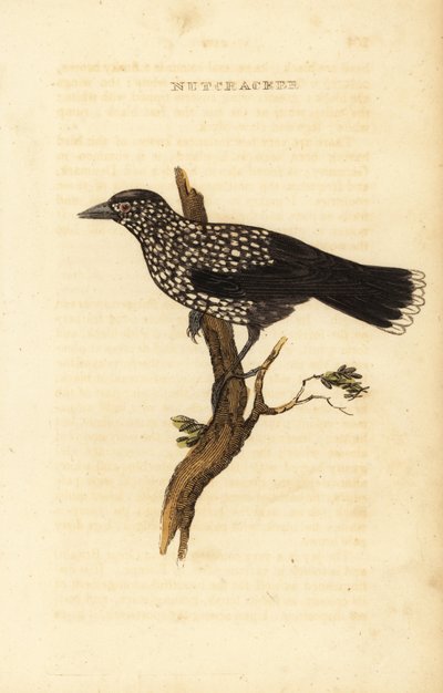 ハシビロコウNucifraga caryocatactes 作： Edward Donovan