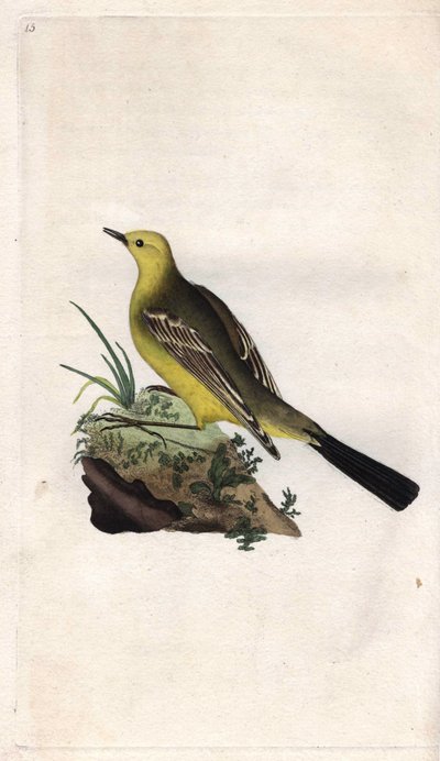 春のベルジャンネッテモタシラ・フラヴァエドワード・ドノヴァン(1768-1837)による銅版画、Histoire naturelle des oiseaux britanniques, Londonに掲載。 作： Edward Donovan