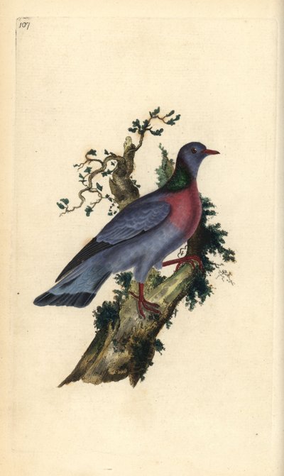 ストックドバト（Columba oenas）。エドワード・ドノバンがロンドンで出版された自作の「英国鳥類博物誌」から描いて彫った手彩色の銅版画。 作： Edward Donovan