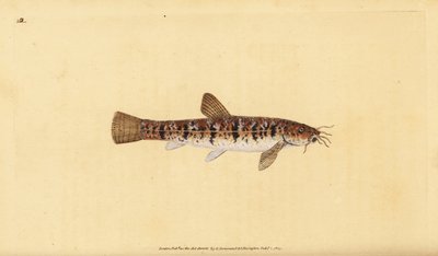 Stone loach, Barbatula barbatula (Bearded loche, Cobitis barbatula).エドワード・ドノバンが、ロンドンのDonovan and F.C. and J. Rivington社の『Natural History of British Fishes』から手書きで描いて彫った色付き銅版画。 作： Edward Donovan