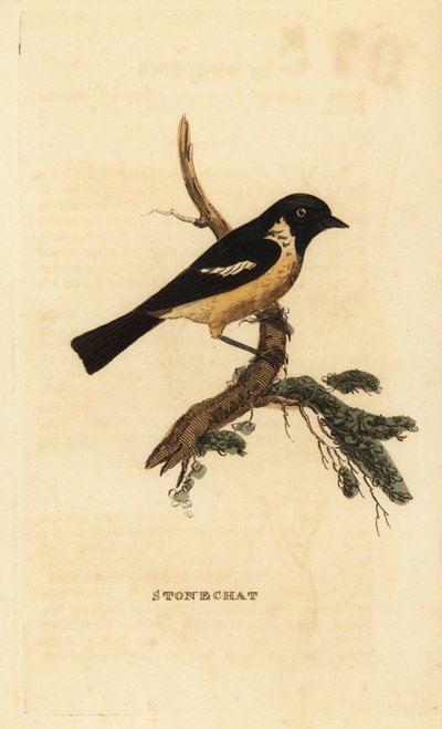 ストーンチャット（Saxicola rubicola 作： Edward Donovan