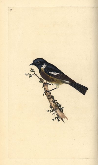 ストーンチャット（Saxicola rubicola）。エドワード・ドノバンがロンドンで出版された自作の「英国鳥類博物誌」から描いて彫った手彩色の銅版画。 作： Edward Donovan