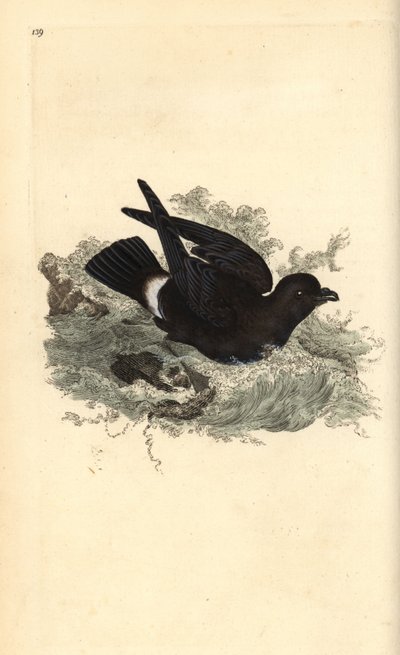 ヒメウミツバメ（Hydrobates pelagicus）。エドワード・ドノバンがロンドンで出版した「英国鳥類博物誌」から描いて彫った手彩色の銅版画。 作： Edward Donovan