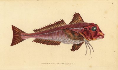 Streaked gurnard, Trigloporus lastoviza (Trigla lineata)。エドワード・ドノバンが描いて彫った手彩色の銅版画、彼の Natural History of British Fishes, Donovan and F.C. and J. Rivington, London から。 作： Edward Donovan