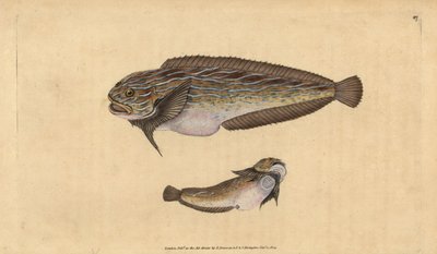 ストライプ・シーズ・ネイル、Liparis liparis（アンクチュアリ・ランパッカー、Cyclopterus liparis）。エドワード・ドノバンが、ロンドンのDonovan and F.C. and J. Rivington社の『Natural History of British Fishes』から描いて彫った手彩色の銅版画。 作： Edward Donovan