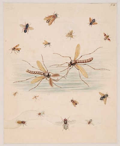 無脊椎動物の研究、第II巻 作： Edward Donovan