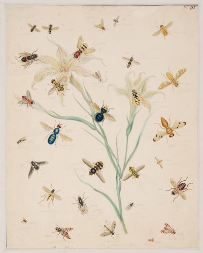 無脊椎動物の研究、第II巻 作： Edward Donovan