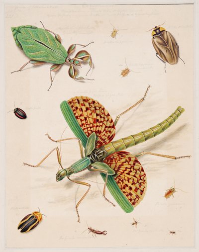 Estudos de Animais Invertebrados, Volume II 作： Edward Donovan