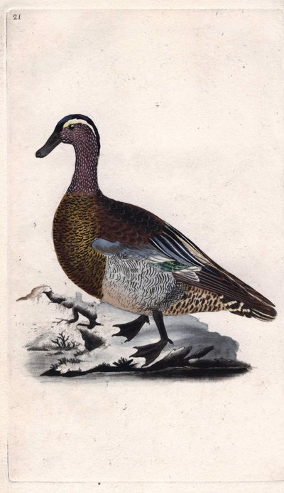 夏のオナガドリ。Anas querquedula.エドワード・ドノヴァン(1768-1837)による銅版画、Histoire naturelle des oiseaux britanniques, Londonに掲載。 作： Edward Donovan
