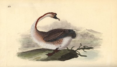 白鳥のガチョウ、Anser cygnoides、脆弱性。エドワード・ドノバンがロンドンで出版した自作の「英国鳥類博物誌」から描いて彫った手彩色の銅版画。 作： Edward Donovan