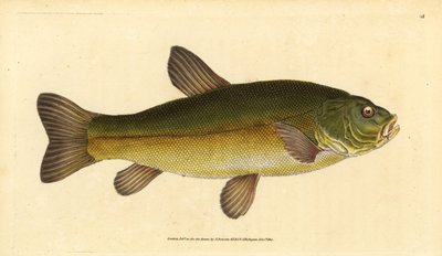 Tench, Tinca tinca (Cyprinus tinca).エドワード・ドノバンが、ロンドンのDonovan and F.C. and J. Rivington社の『Natural History of British Fishes』から手書きで描いて彫った色付き銅版画。 作： Edward Donovan