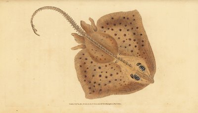 Thornback skate、Raja clavata。絶滅危惧種。ラフレイ、Raja rubus。エドワード・ドノバンが、ロンドンのDonovan and F.C. and J. Rivington社の『Natural History of British Fishes』から手書きで描いた色付き銅版画。 作： Edward Donovan