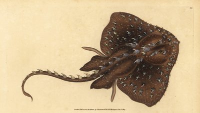 トゲのあるスケート、Amblyraja radiata（星のようなエイ、Raja radiata）。傷つきやすい。エドワード・ドノバンが、ロンドンのDonovan and F.C. and J. Rivington社の『Natural History of British Fishes』から手書きで描いて彫った色付き銅版画。 作： Edward Donovan